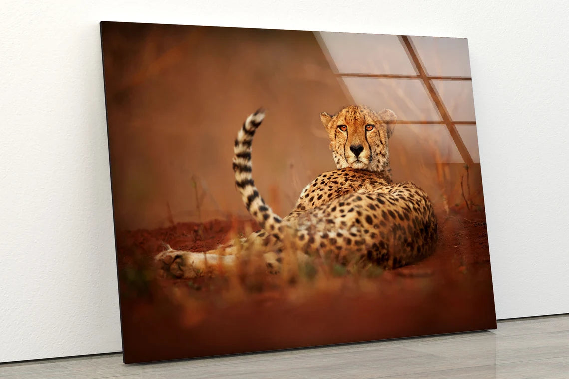 Cheetah Closeup Photograph Acrylic Glass Print Tempered Glass Wall Art 100% Made in Australia Ready to Hang