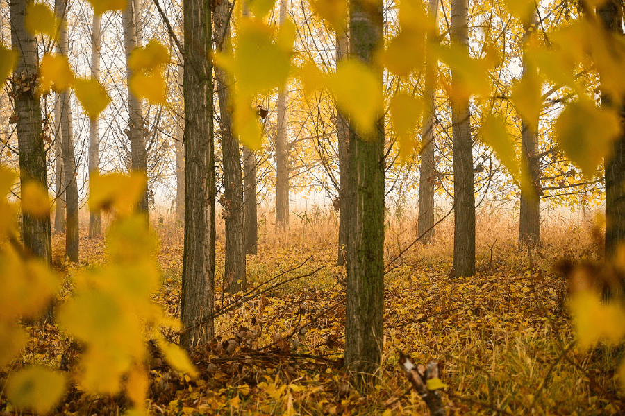 Park Trees Leaves Autumn Scenery Photograph Print 100% Australian Made