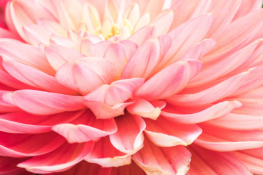 Dahlia Flower Macro Photograph View Print 100% Australian Made