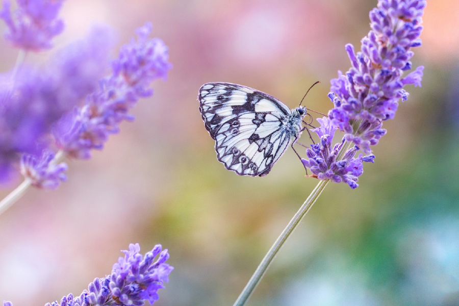 Lavender Flowers & Butterfly Photograph Print 100% Australian Made