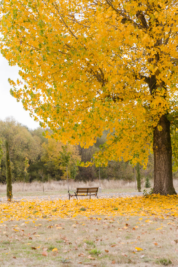 Yellow Autumn Tree on Garden View Photograph Home Decor Premium Quality Poster Print Choose Your Sizes