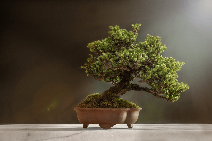 Bonsai Tree Photograph Print 100% Australian Made