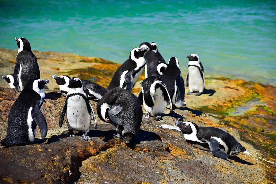 African Penguin Standing on Shore Photograph Print 100% Australian Made