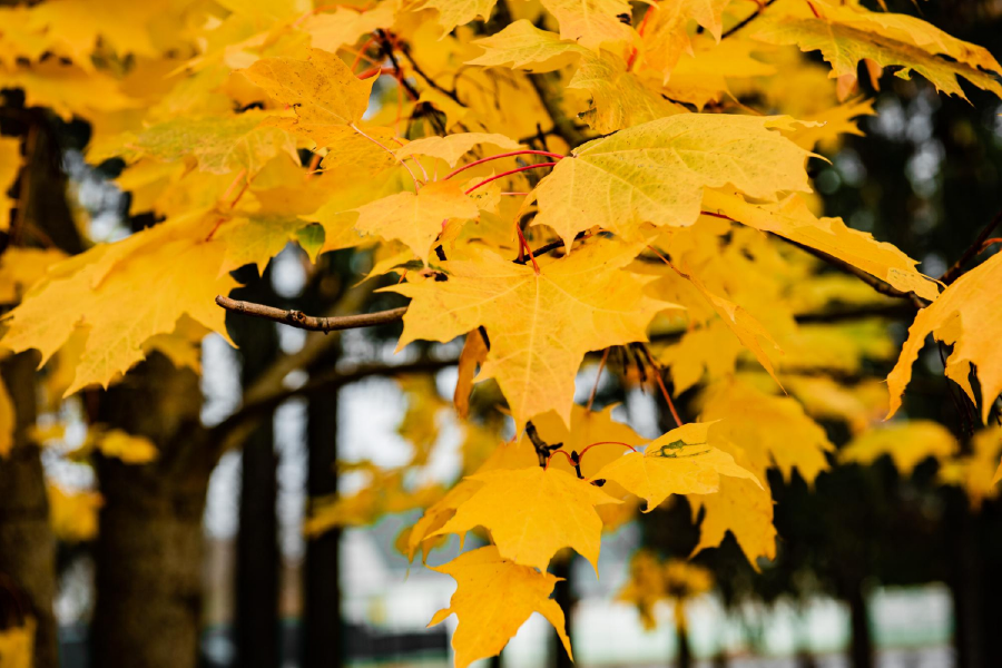 Autumn Trees Closeup Photograph Print 100% Australian Made