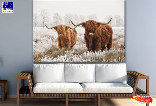 Highland Cows in Snow Forest Photograph Print 100% Australian Made