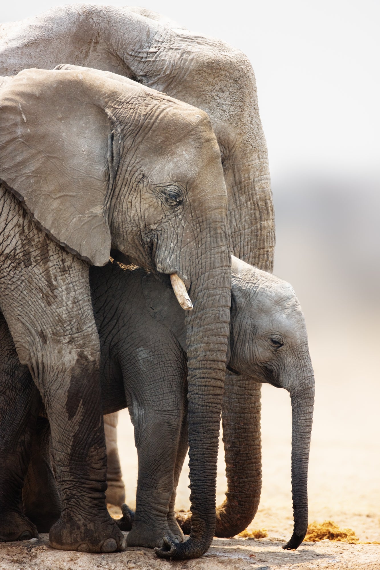 Elephant Family Portrait Photograph Print 100% Australian Made