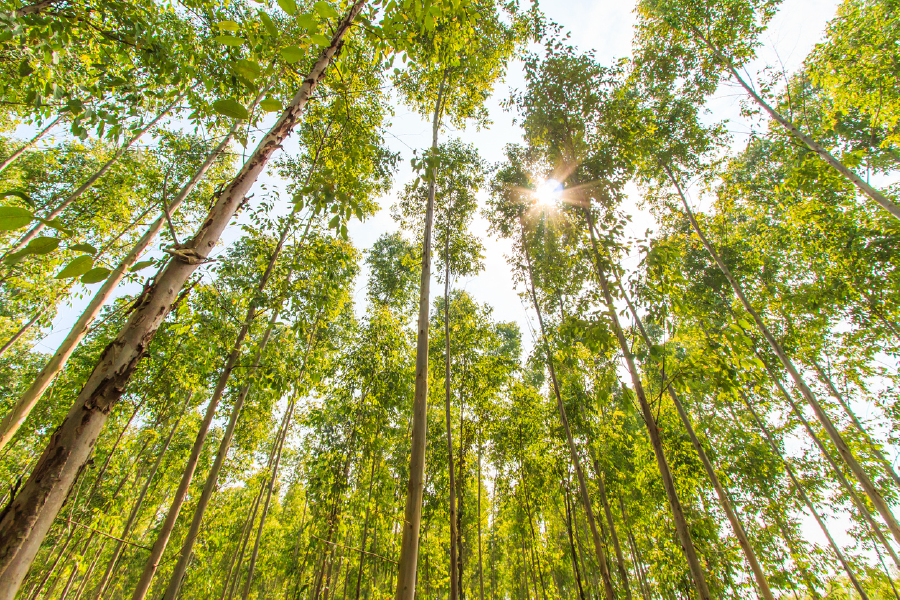 Below Trees View Photograph Print 100% Australian Made