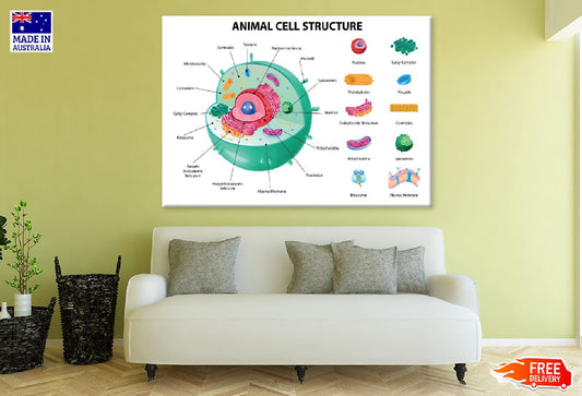 Animal Cell Anatomy Infographics Vector Art Print 100% Australian Made
