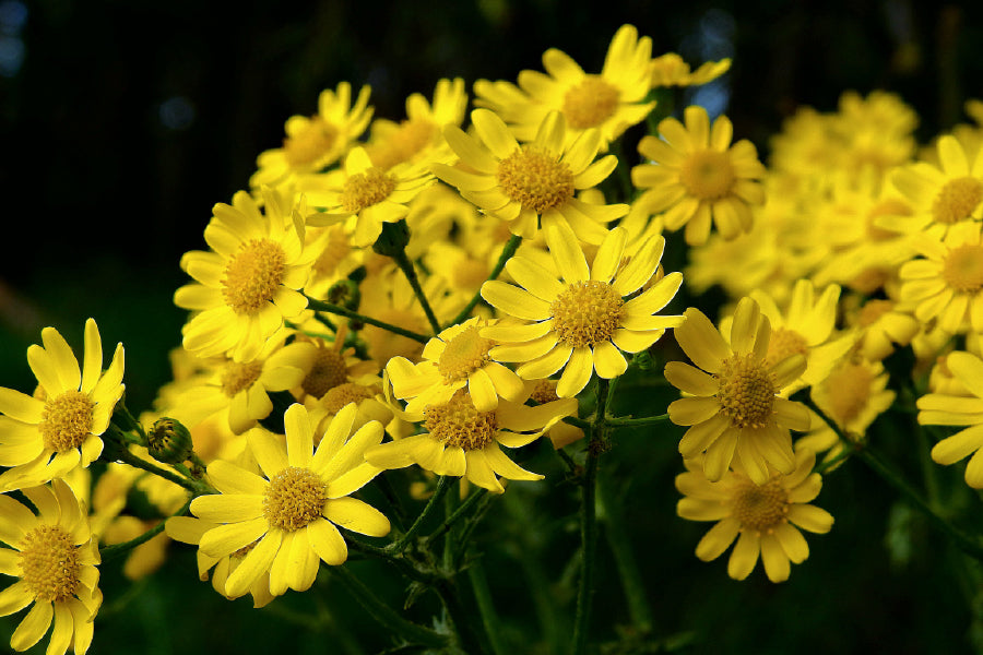 Sunflowers on Dark View Photograph Home Decor Premium Quality Poster Print Choose Your Sizes