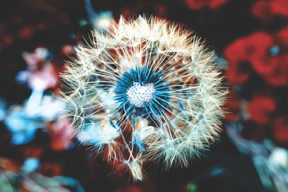 White Blue Dandelion Closeup View Photograph Print 100% Australian Made