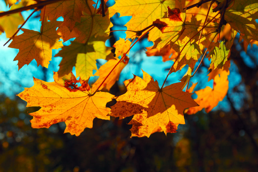 Autumn Maple Leaves Closeup View Photograph Print 100% Australian Made