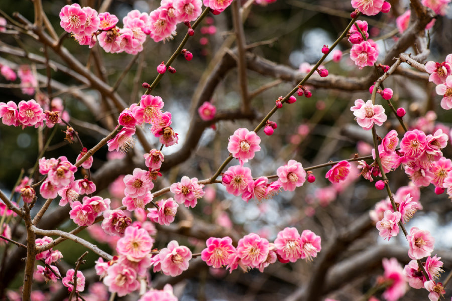 Red Plum Blossom Flower Branch View Photograph Home Decor Premium Quality Poster Print Choose Your Sizes