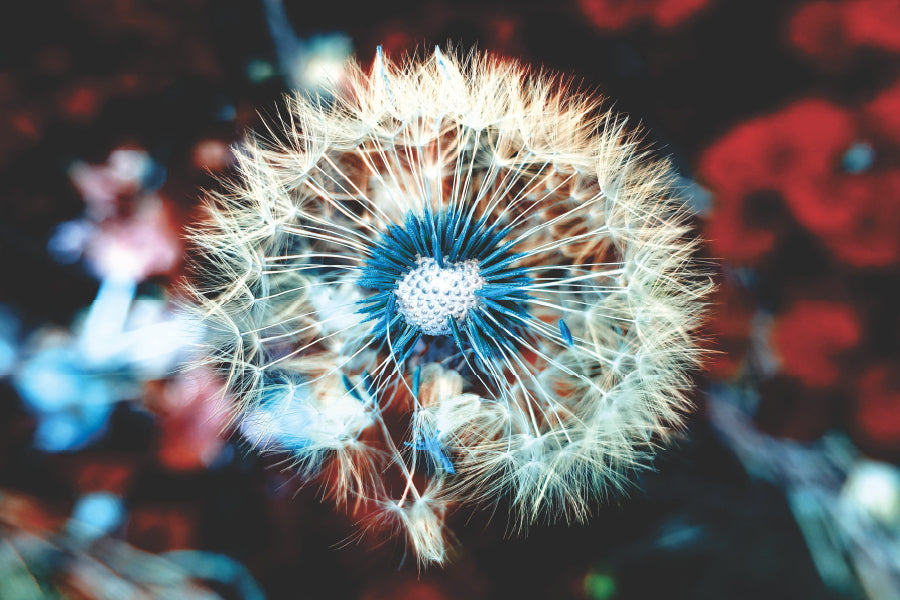 White Blue Dandelion Closeup View Photograph Home Decor Premium Quality Poster Print Choose Your Sizes