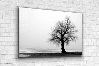 Alone Tree B&W View Print Tempered Glass Wall Art 100% Made in Australia Ready to Hang