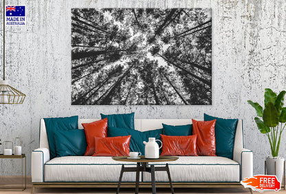 Tall Trees View From Below B&W View Photograph Print 100% Australian Made