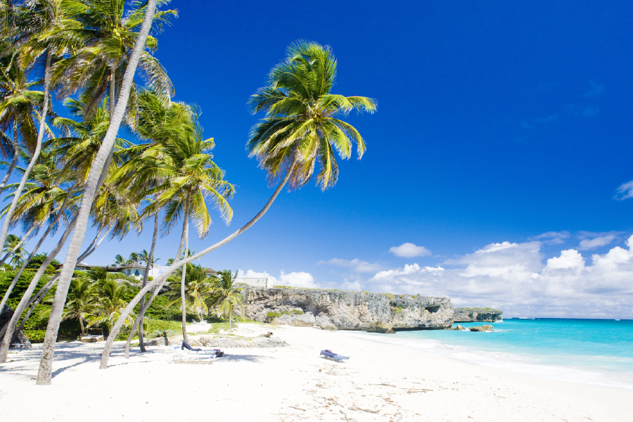 Palm Trees Rock & Sea Shore View Photograph Print 100% Australian Made