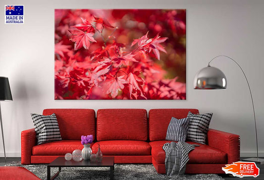 Red Maple Leaves Branch View Photograph Print 100% Australian Made