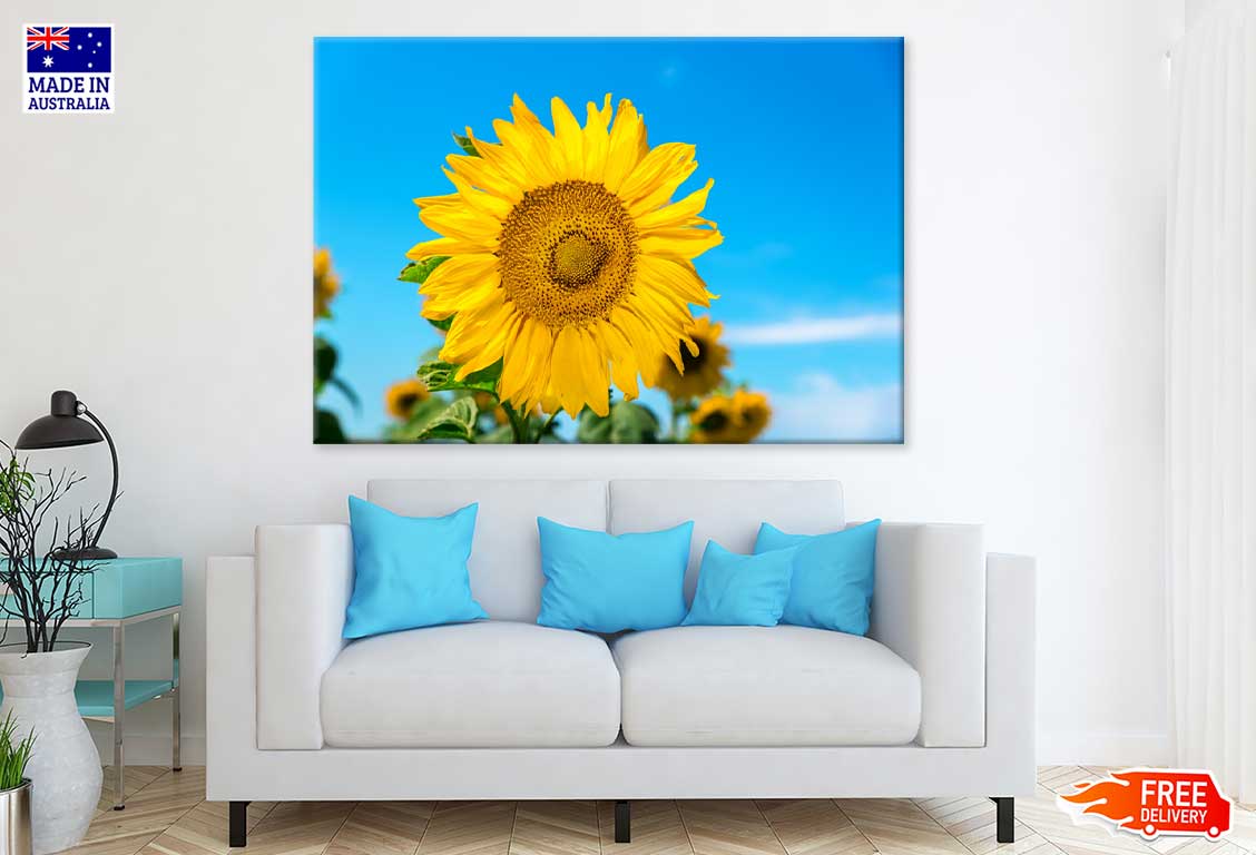 Blue Sky & Sunflower Closeup View Photograph Print 100% Australian Made