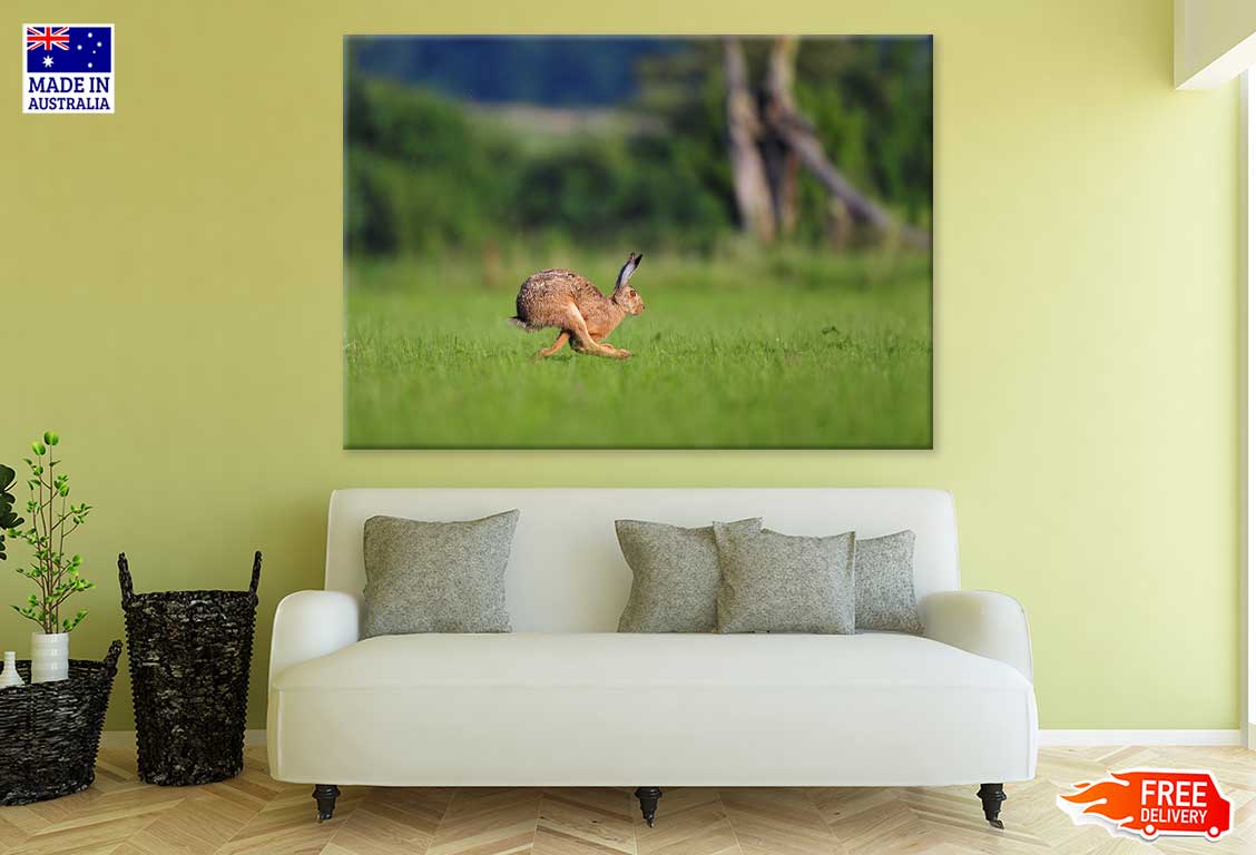 Rabbit Running on Grass Field Photograph Print 100% Australian Made