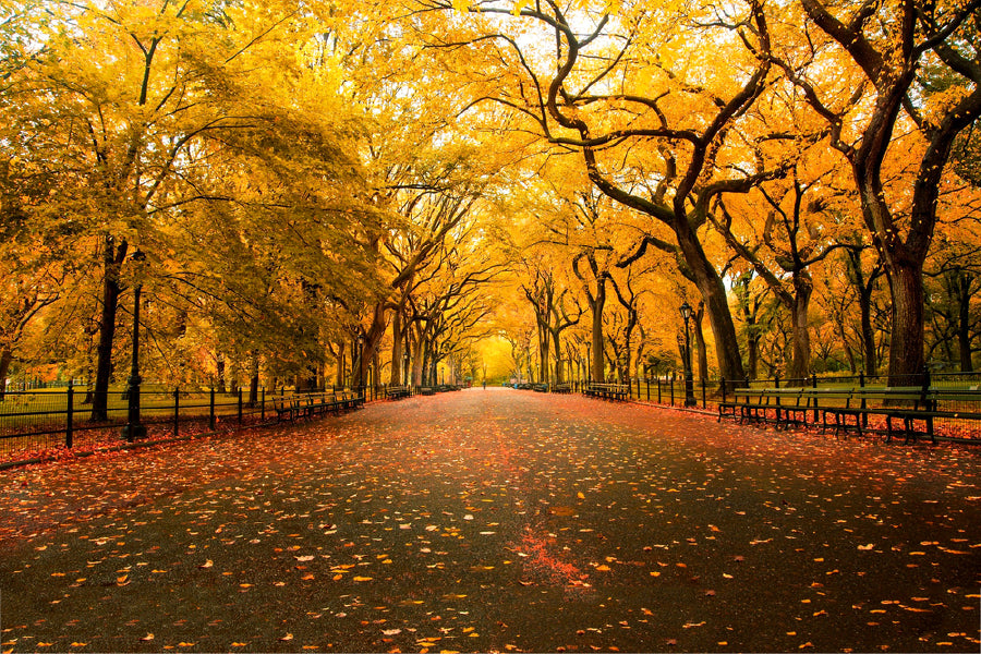 Autumn Trees Covered Road View Photograph Print 100% Australian Made