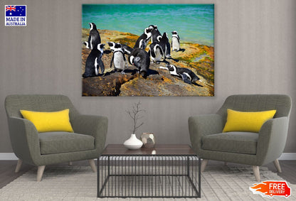 African Penguin Standing on Shore Photograph Print 100% Australian Made