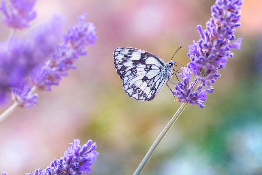 Butterfly Sitting Purple Lavender Photograph Home Decor Premium Quality Poster Print Choose Your Sizes