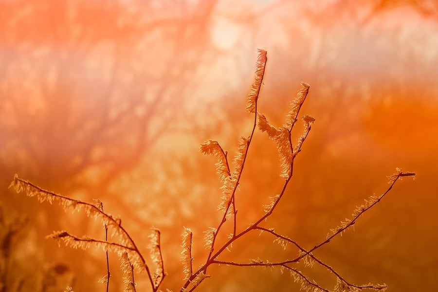 Orange Plant Sunset Photograph Print 100% Australian Made