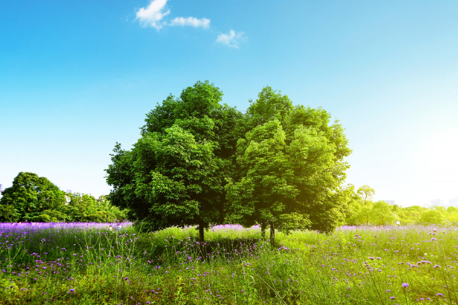 Trees on Grass Field Sky View Photograph Print 100% Australian Made