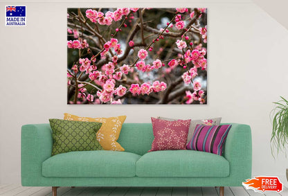 Red Plum Blossom Flower Branch View Photograph Print 100% Australian Made