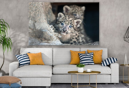 Snow Leopard Cub Print Ready to hang 100% Australian Made