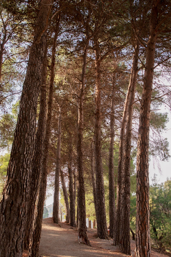 Tall Trees Forest View Photograph Print 100% Australian Made