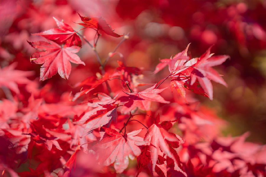 Red Maple Leaves Branch View Photograph Home Decor Premium Quality Poster Print Choose Your Sizes