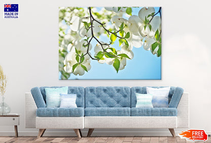 Jasmine Tree & Flowers with Leaves Photograph Print 100% Australian Made