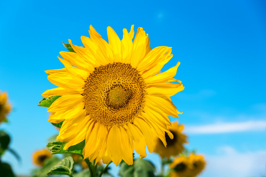 Blue Sky & Sunflower Closeup View Photograph Print 100% Australian Made