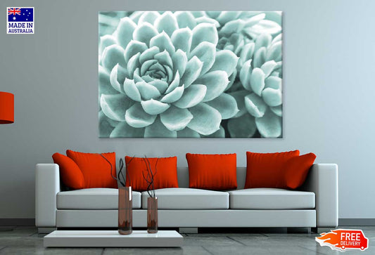 Succulent Flower Closeup View Photograph Print 100% Australian Made