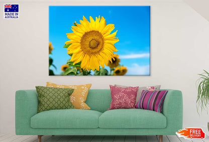 Blue Sky & Sunflower Closeup View Photograph Print 100% Australian Made