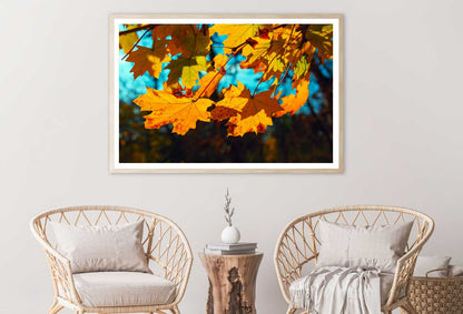 Autumn Maple Leaves Closeup View Photograph Home Decor Premium Quality Poster Print Choose Your Sizes