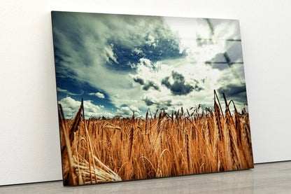 Wheat Field & Sky Photograph Acrylic Glass Print Tempered Glass Wall Art 100% Made in Australia Ready to Hang