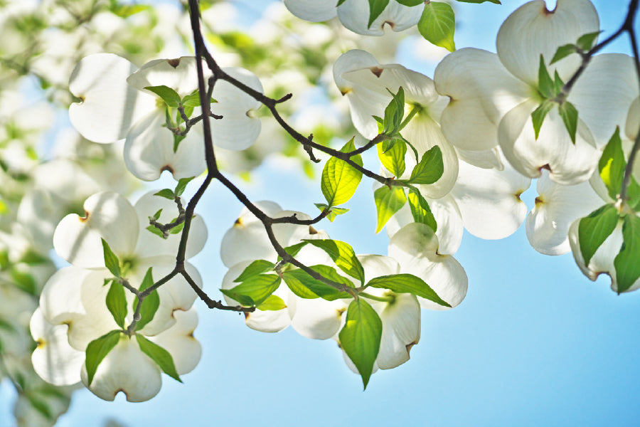 Jasmine Tree & Flowers with Leaves Photograph Print 100% Australian Made