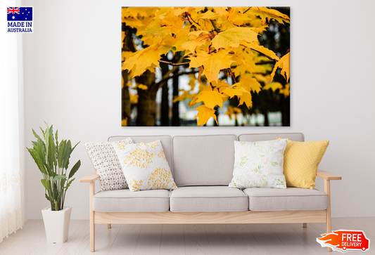 Autumn Trees Closeup Photograph Print 100% Australian Made