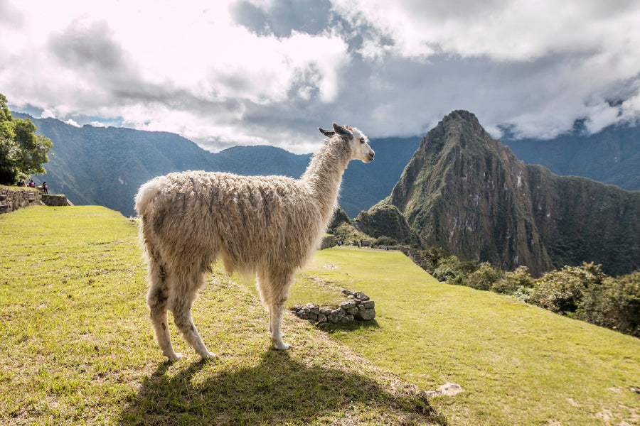 Llama in Mountain Hill View Photograph Print 100% Australian Made