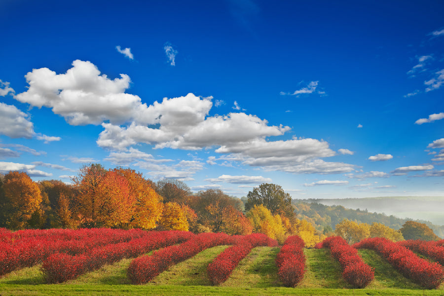 Chokeberry Shrubs in Autumn View Photograph Print 100% Australian Made