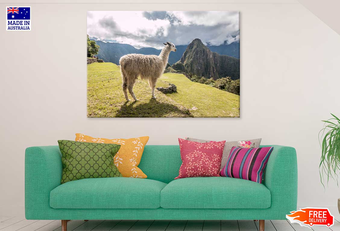 Llama in Mountain Hill View Photograph Print 100% Australian Made