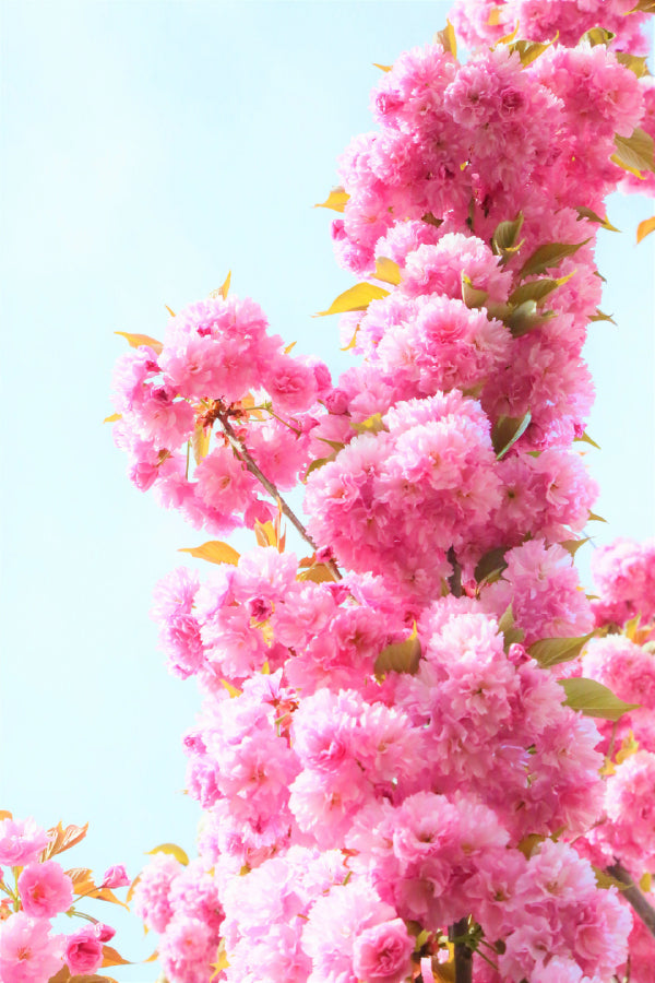 Pink Cherry Flowers with Leaves View Photograph Print 100% Australian Made