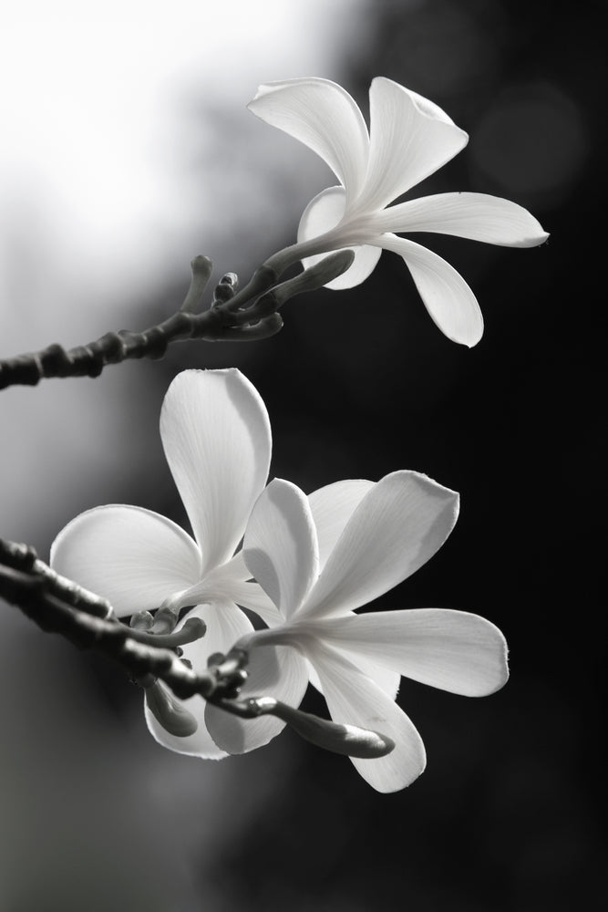 Frangipani Flowers on Tree B&W Photograph Print 100% Australian Made