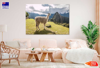 Llama in Mountain Hill View Photograph Print 100% Australian Made