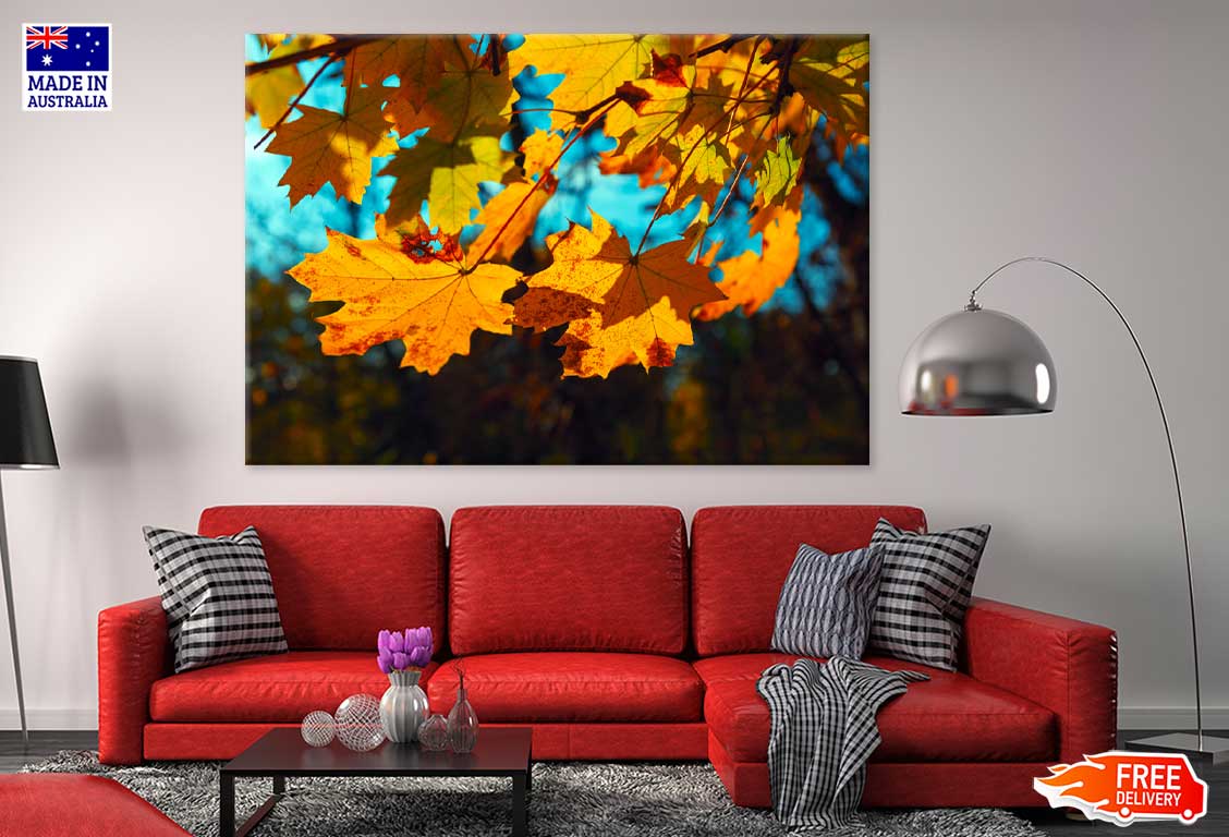 Autumn Maple Leaves Closeup View Photograph Print 100% Australian Made