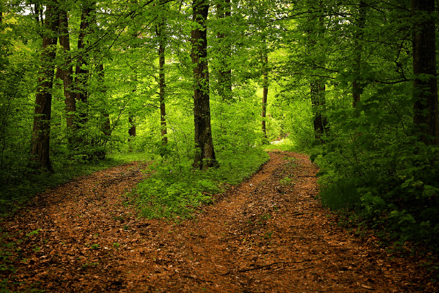 Forest with Two Paths Photograph Print 100% Australian Made