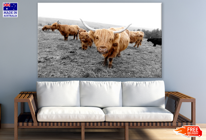 Highland Cow Herd on a Meadow Photograph Print 100% Australian Made