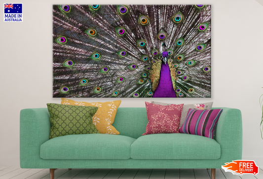 Peacock Showing Feathers Photograph Print 100% Australian Made